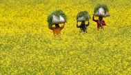 Women carry fodder for their cattle through a mustard field on Earth Day on the outskirts of Srinagar, April 22, 2020. (REUTERS/Danish Ismail)