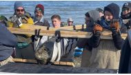 Members of the Calvert Marine Museum recover a 12-million-year-old whale skull fossil found along the Calvert Cliffs in Maryland. (Kevin Schmidt / AFP)
