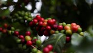 Coffee berries are seen on a tree at the Biological Institute plantation in Sao Paulo, Brazil May 8, 2021. (REUTERS/Amanda Perobelli)