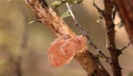 Gum arabic sap pictured on the branch of an acacia tree, in the state-owned Demokaya research forest some 30km east of El-Obeid, the capital city of the central Sudanese wilayet (state) of North Kordofan, on January 9, 2023. (Photo by Ashraf Shazly / AFP)