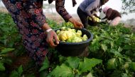 Women harvest eggplants for the market, on a field of farmer Mor Kabe in the outskirts of Notto Gouye Diama village, Thies region, Senegal, January 24, 2023. (REUTERS/Zohra Bensemra)