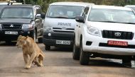 A lioness walks along a road as visitors sit in their vehicles at Nairobi's National Park in Kenya's capital Nairobi, on July 12, 2014. File Photo / Reuters