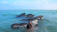 A Sri Lankan fisherman tries to push back stranded pilot whales into the deep water in the northwestern coast of Kudawa on February 11, 2023.(Photo by AFP)
 