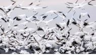 In the current outbreak, 58.4 million birds have been slaughtered on more than 300 commercial farms in 47 states.  (AFP)

