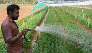 A farmer waters chrysanthemum saplings cultivated in a field with a net covering on the outskirts of Bengaluru on March 16, 2023. (Photo by Manjunath Kiran / AFP)