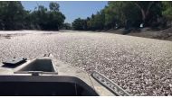This image grab from a video taken on March 17, 2023 courtesy of Graeme McCrabb shows dead fish clogging a river near the town of Menindee in New South Wales. (Photo by Handout / Courtesy of Graeme McCrabb / AFP) 