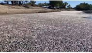 This image grab from a video taken on March 17, 2023 courtesy of Graeme McCrabb shows dead fish clogging a river near the town of Menindee in New South Wales. Photo by Handout / Courtesy of Graeme McCrabb / AFP