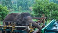 This picture taken on April 29, 2023, shows forest officials transporting 'Arikomban' the wild elephant, at Idukki district in India's Kerala state. Photo by Shiyami / AFP