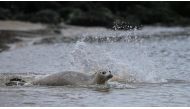 During Covid restrictions, seals found Belgian beaches to be deserted resting spots. Now that's changing. (John Thys / AFP)