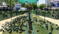 Pigeons gather under a shaded area during a hot day in Ahmedabad on May 17, 2023. (Photo by Sam Panthaky / AFP)