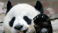 In this file photo taken on September 3, 2005, Chuang Chuang, a giant panda on loan to Thailand from China, eats bamboo at the Chiang Mai Zoo in northern Thailand. / AFP / Pornchai KITTIWONGSAKUL
