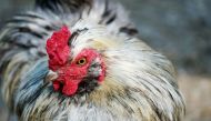 One way to bring down the number of total bird flu cases, and therefore reduce the risk to humans, would be for countries to vaccinate their poultry.