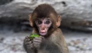 A monkey feeds inside a cage at a zoo in Karachi on July 21, 2023, after being recovered from illegal traders. (Photo by Asif Hassan / AFP)