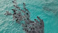 A handout aerial photograph taken on July 25, 2023 from and released by the Western Australia Department of Biodiversity, Conservation and Attractions, shows 60-70 pilot whales gathering before scores stranded at Cheynes Beach near Albany in Western Australia. (Photo by WA Department of Biodiversity, Conservation and Attractions / AFP
