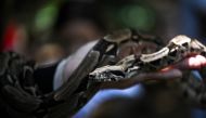 Willians Garban (56), security supervisor of the Casupo municipal park, holds a boa constrictor snake (Boa constrictor) in his left arm while it is shown to attendees at a discussion about snakes promoted by the Vivariun foundation in Valencia, Carabobo state, Venezuela, on July 27, 2023. Photo by Yuri CORTEZ / AFP