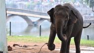 An elephant with a shackled leg is pictured at the Hanoi Zoo in Hanoi on August 16, 2023. (Photo by Nhac Nguyen / AFP)