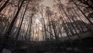 Picture shows a forest in El Rosario after being ravaged by a wildfire raging in the interior of the Canary island of Tenerife, on August 18, 2023. Photo by DESIREE MARTIN / AFP