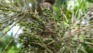 Picture of a fruit bunch with acai berries taken at a palm tree plantation in Abaetetuba, Para State, in the Brazilian Amazon Forest, on August 4, 2023. (Photo by Evaristo SA / AFP)
