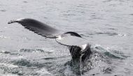 This aerial picture taken on August 2, 2021 shows a humpback whale diving in Hestfjorour (Westfjords), Iceland. (Photo by Tom Grove / AFP)