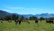 Cattle feed in a field in Golden Bay, South Island, New Zealand. (Reuters file photo)