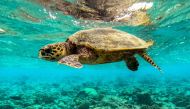 This underwater photograph taken on September 24, 2023 shows a sea turtle swimming among dead corals of a reef in Baa Atoll in Maldives. (Photo by Mladen Antonov / AFP)