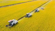 This aerial photo taken on October 24, 2023 show combines harvesting rice in Nantong, China's eastern Jiangsu province. (Photo by AFP) 