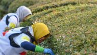 Members of Indonesia search in the bushes for rubbish during the first round of the 