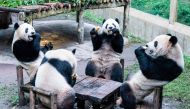 This photo taken on December 2, 2023 shows pandas eating inside their enclosure at a zoo in China's southwestern Chongqing municipality. (Photo by AFP)