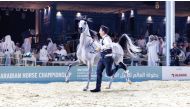 Action during the second day of the World Arabian Horse Championship at Old Doha Port.