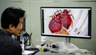 This photo taken on November 28, 2023 shows senior researcher Eom Hoon-sik watching a monitor linked to a microscope to view bedbugs at the Korea Pest Control Association (KPCA) in Seoul. Photo by Anthony WALLACE / AFP