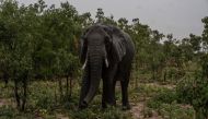 An elephant feeds as it starts to rain in Hwange National Park in Hwange, northern Zimbabwe on December 16, 2023. Photo by Zinyange Auntony / AFP