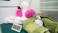 A newly hatched flaminglet enjoys its warm enclosure at Seattle's Woodland Park Zoo. It was transported from Atlanta to Seattle as an egg in an incubator that stopped working on a flight. (Jeremy Dwyer-Lindgren/Woodland Park Zoo via Washington Post)
