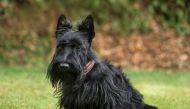 A study published in the Veterinary Journal followed 120 Scottish terriers over three years. (Photo by iStock via Washington Post)