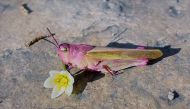 Millie, a pink grasshopper caught by 10-year-old Madeline Landecker in Arkansas on March 14. (Photo credit: Bridget Landecker via Washington Post)