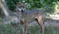 (FILES) A photograph shows a wolf at the Thoiry Zoo in Thoiry, near Paris, on August 1, 2002. (Photo by MARTIN BUREAU / AFP)
