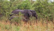 Elephants graze at the Zah Soo National Park, West Mayo-Kebbi, on June 11, 2024. (Photo by Joris Bolomey / AFP)