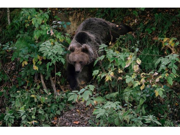 File photo: Bear descends down a road to pick up food thrown by a truck driver in Covasna, Romania. AFP.