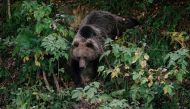 File photo: Bear descends down a road to pick up food thrown by a truck driver in Covasna, Romania. AFP.