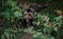File photo: Bear descends down a road to pick up food thrown by a truck driver in Covasna, Romania. AFP.