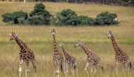 A herd of giraffes moves together during a translocation exercise for wild giraffes in a farm near Eldoret, on June 24, 2024. (Photo by Luis Tato / AFP)