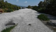 A general view shows dead fish fish floating in the Xiria River near Volos, central Greece, on August 28, 2024. Photo by Sakis MITROLIDIS / AFP.