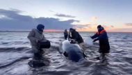 This handout picture taken and released by the Russian Emergency Ministry on October 3, 2024, shows rescuers from the emergencies ministry along with volunteers pouring water on the whales to prevent their skin from drying out on the shore of the Kamchatka peninsula. Photo by HANDOUT / RUSSIAN EMERGENCY MINISTRY / AFP