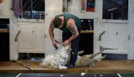 A worker shears a sheep at a ranch in Goose Green, Falkland Islands (Malvinas) on October 10, 2019. AFP / Pablo Porciuncula Brune

