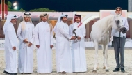 Nabeel Al Rayyan of Al Marroona Stud won gold in the Stallions 11+ Years Old championship class on the third and final day of Qatar Racing & Equestrian Club’s 1st Al Rayyan National Peninsula Arabian Horse Show at QEF’s outdoor arena yesterday. PIC: Juhaim/QREC