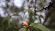 An almond remains on a tree after harvest on Del Bosque Farms in Firebaugh, California, on December 17, 2024. (Photo by David Swanson / AFP)
