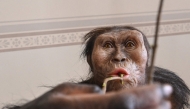 The hyperrealistic artistic reconstruction of the female Austrolopithecus afarensis (Lucy) in the National Museum of Prague on February 4, 2025. (Photo by Michal Cizek / AFP)
