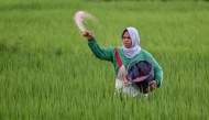 A farmer uses fertiliser at a paddy field in Montasik, Aceh province on February 5, 2025. (Photo by CHAIDEER MAHYUDDIN / AFP)
