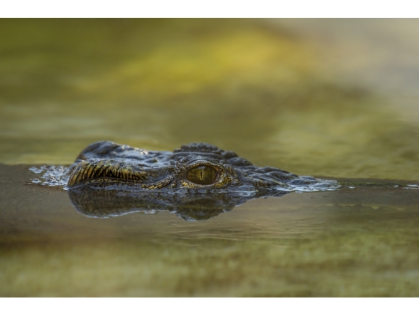 image representation