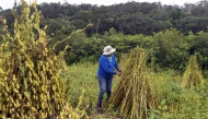 Julia Ortiz harvests her sesame production in Santa Ana de Velasco, Santa Cruz Department, in the Chiquitania region of Bolivia, on February 12, 2025. (Photo by Rodrigo Urzagasti  / AFP)
 