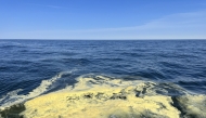 An accumulation of pollen in the Chesapeake Bay. Photo by Morgan Jones/Chesapeake Bay Foundation
